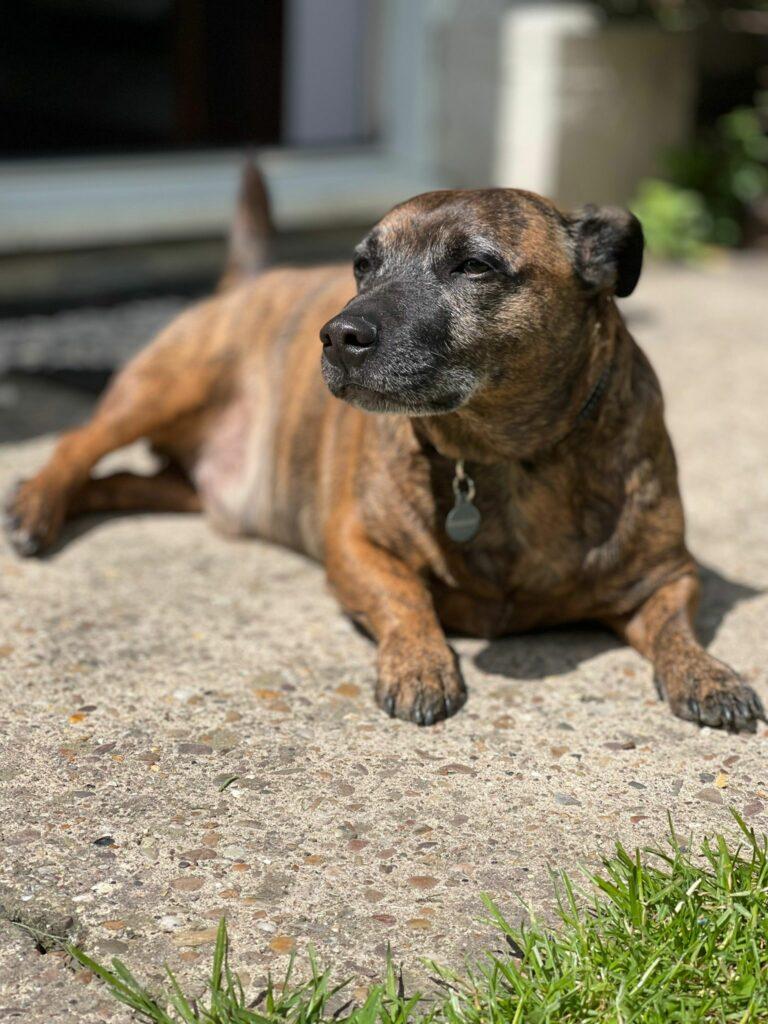frankie frankie